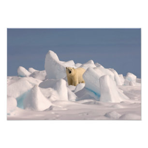 isbjörn, Ursus maritimus, i ojämn is Fototryck