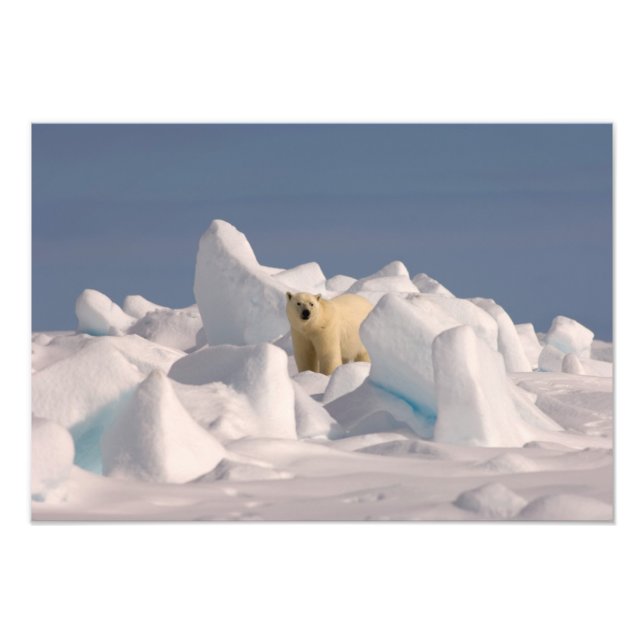 isbjörn, Ursus maritimus, i ojämn is Fototryck (Framsidan)