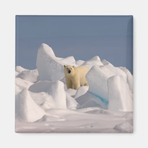 isbjörn, Ursus maritimus, i ojämn is Magnet
