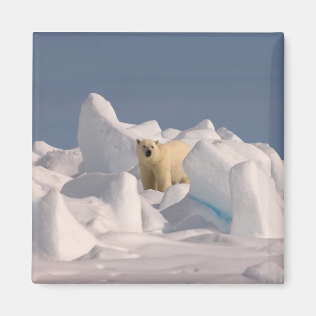 isbjörn, Ursus maritimus, i ojämn is Magnet (Framsidan)
