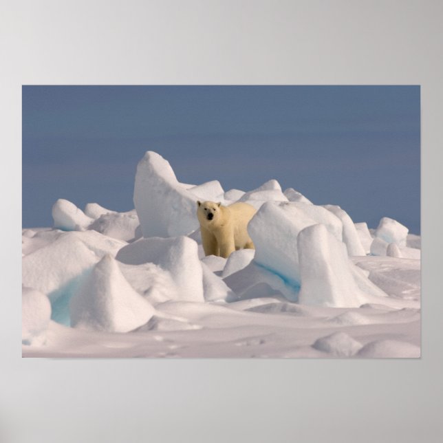 isbjörn, Ursus maritimus, i ojämn is Poster (Framsidan)