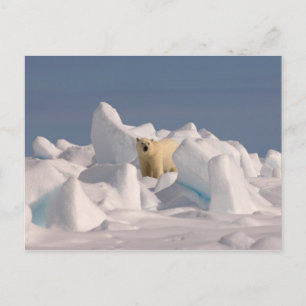 isbjörn, Ursus maritimus, i ojämn is Vykort