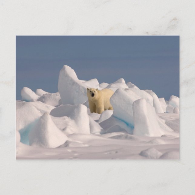 isbjörn, Ursus maritimus, i ojämn is Vykort (Framsida)