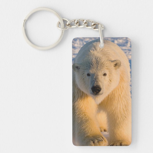 isbjörn, Ursus maritimus, isbjörn på is (Framsidan)