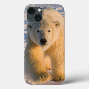 isbjörn, Ursus maritimus, isbjörn på is