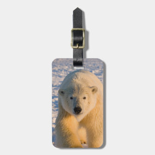 isbjörn, Ursus maritimus, isbjörn på is Bagagebricka