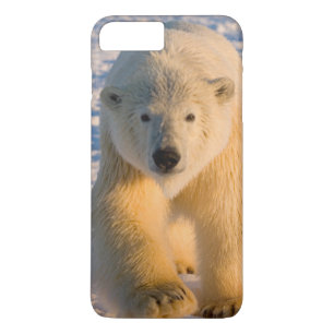 isbjörn, Ursus maritimus, isbjörn på is