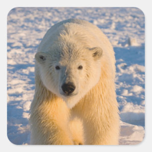 isbjörn, Ursus maritimus, isbjörn på is Fyrkantigt Klistermärke