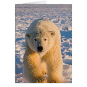 isbjörn, Ursus maritimus, isbjörn på is Hälsningskort