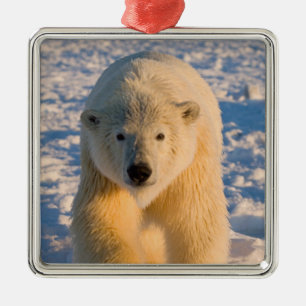 isbjörn, Ursus maritimus, isbjörn på is Julgransprydnad Metall