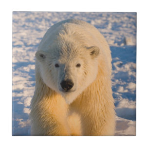 isbjörn, Ursus maritimus, isbjörn på is Kakelplatta