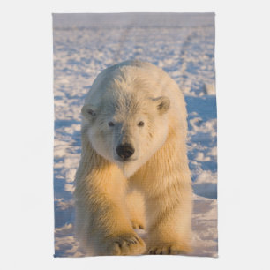 isbjörn, Ursus maritimus, isbjörn på is Kökshandduk