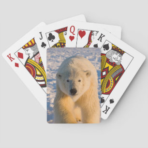 isbjörn, Ursus maritimus, isbjörn på is Kortlek
