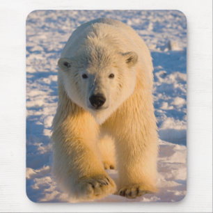 isbjörn, Ursus maritimus, isbjörn på is Musmatta