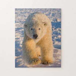 isbjörn, Ursus maritimus, isbjörn på is Pussel
