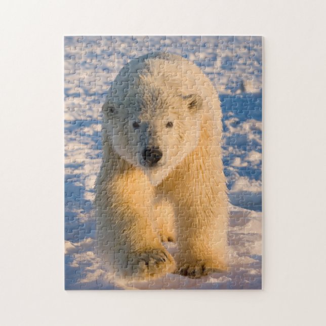 isbjörn, Ursus maritimus, isbjörn på is Pussel (Vertikal)