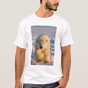 isbjörn, Ursus maritimus, isbjörn på is Tee