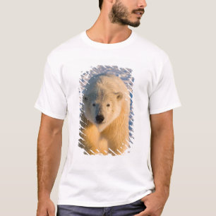 isbjörn, Ursus maritimus, isbjörn på is Tröja