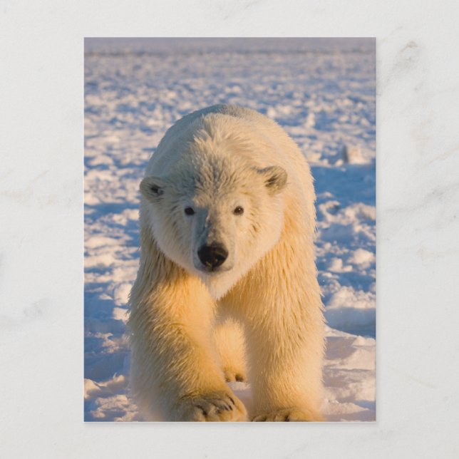 isbjörn, Ursus maritimus, isbjörn på is Vykort (Framsida)