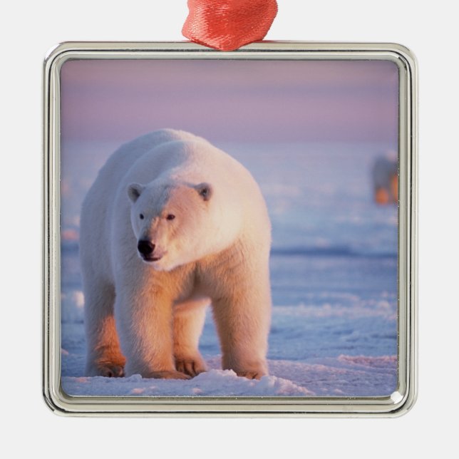 isbjörn, Ursus maritimus Julgransprydnad Metall (Framsidan)