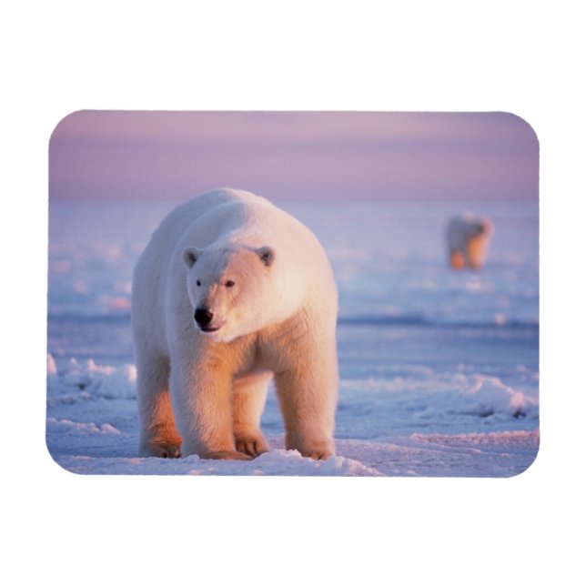 isbjörn, Ursus maritimus Magnet (Horisontell)
