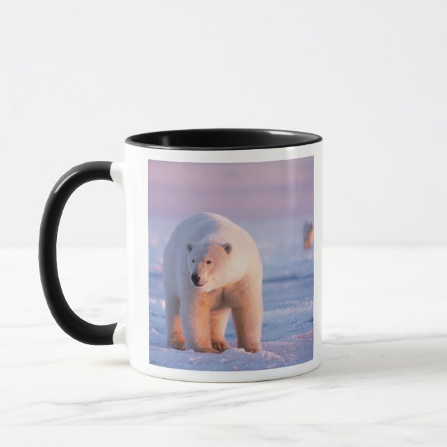 isbjörn, Ursus maritimus Mugg (Vänster)
