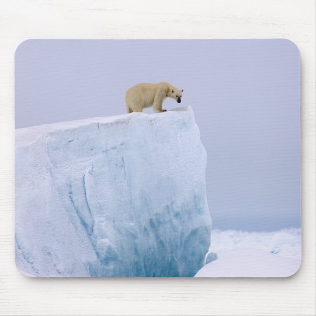 isbjörn, Ursus maritimus Musmatta (Framsidan)
