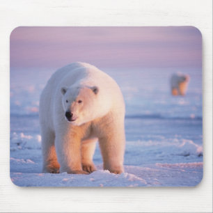 isbjörn, Ursus maritimus Musmatta