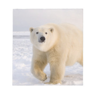 isbjörn, Ursus maritimus, på is och snö, 2 Anteckningsblock