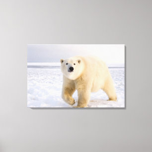 isbjörn, Ursus maritimus, på is och snö, 2 Canvastryck