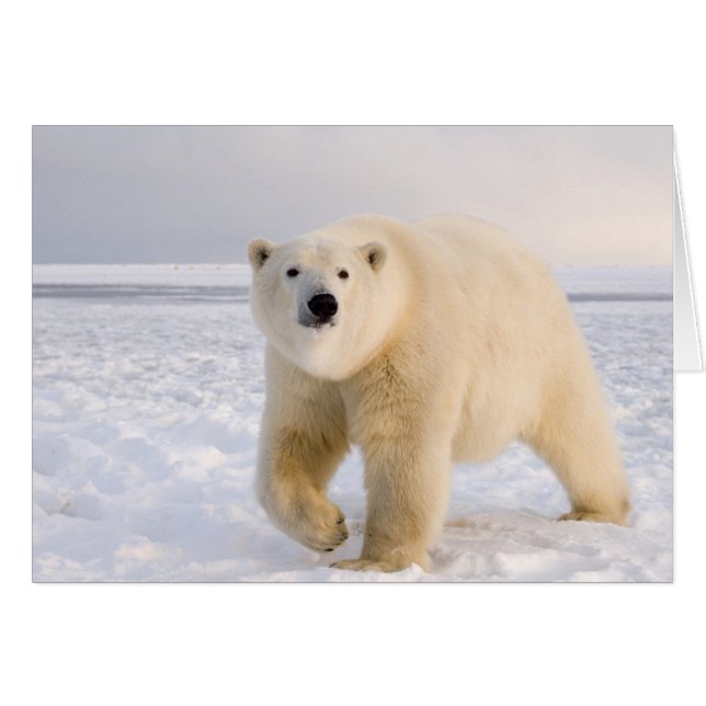 isbjörn, Ursus maritimus, på is och snö, 2 Hälsningskort (Framsidan Horizontal)