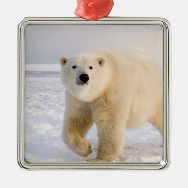 isbjörn, Ursus maritimus, på is och snö, 2 Julgransprydnad Metall (Framsidan)