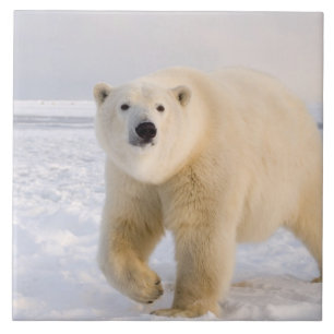 isbjörn, Ursus maritimus, på is och snö, 2 Kakelplatta