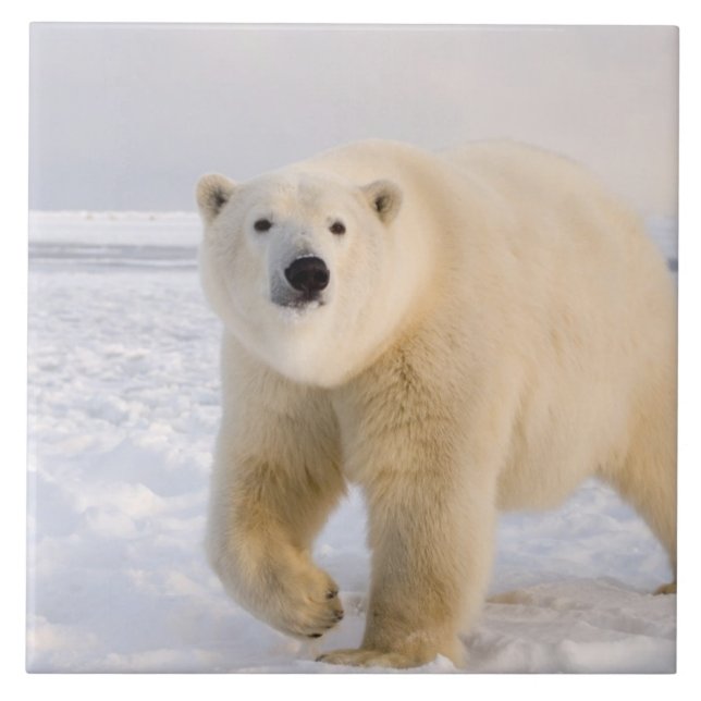 isbjörn, Ursus maritimus, på is och snö, 2 Kakelplatta (Framsidan)