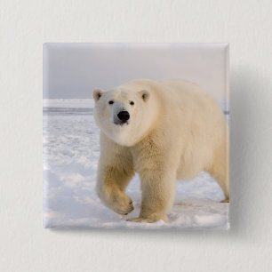 isbjörn, Ursus maritimus, på is och snö, 2 Knapp