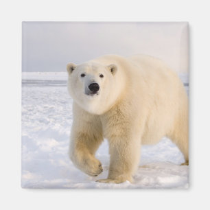 isbjörn, Ursus maritimus, på is och snö, 2 Magnet