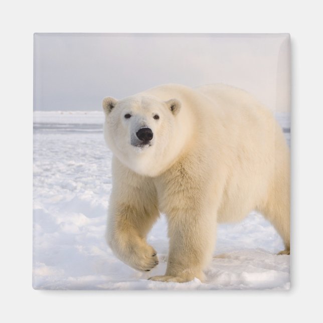 isbjörn, Ursus maritimus, på is och snö, 2 Magnet (Framsidan)