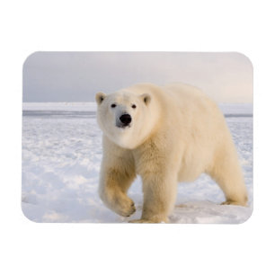 isbjörn, Ursus maritimus, på is och snö, 2 Magnet