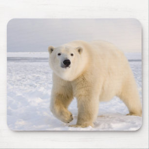 isbjörn, Ursus maritimus, på is och snö, 2 Musmatta