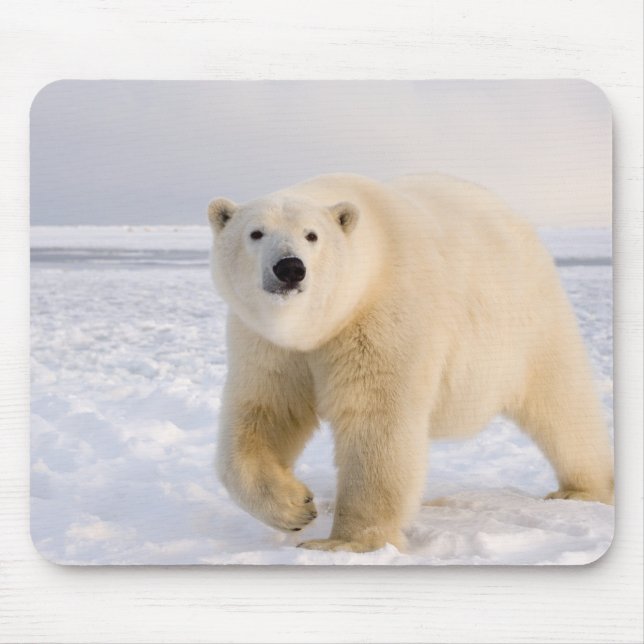 isbjörn, Ursus maritimus, på is och snö, 2 Musmatta (Framsidan)