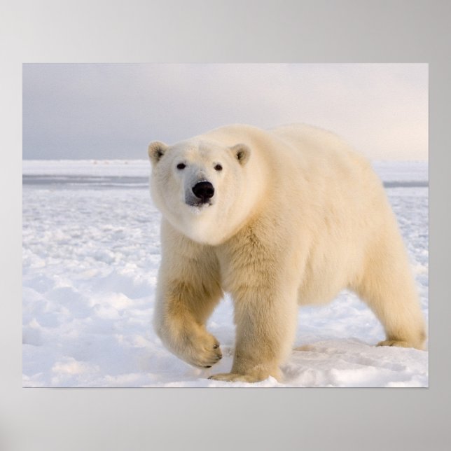 isbjörn, Ursus maritimus, på is och snö, 2 Poster (Framsidan)