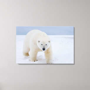 isbjörn, Ursus maritimus, på is och snö, Canvastryck
