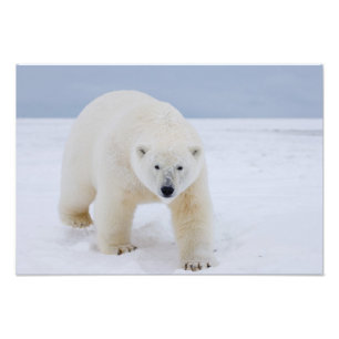 isbjörn, Ursus maritimus, på is och snö, Fototryck