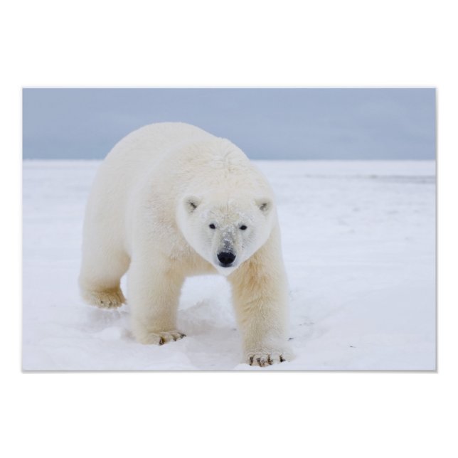 isbjörn, Ursus maritimus, på is och snö, Fototryck (Framsidan)