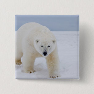 isbjörn, Ursus maritimus, på is och snö, Knapp