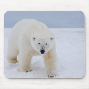 isbjörn, Ursus maritimus, på is och snö, Musmatta