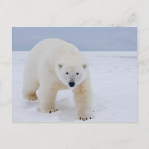 isbjörn, Ursus maritimus, på is och snö, Vykort