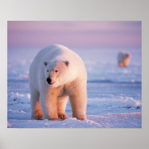 isbjörn, Ursus maritimus Poster