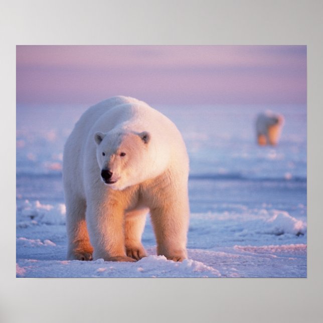isbjörn, Ursus maritimus Poster (Framsidan)