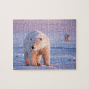 isbjörn, Ursus maritimus Pussel